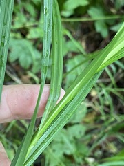Carex atherodes