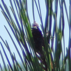Tibicina
