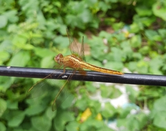 Crocothemis servilia