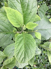 Varronia cylindrostachya