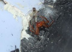 Steatoda