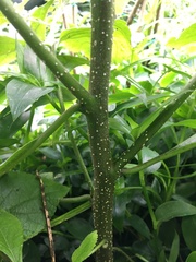 Varronia cylindrostachya