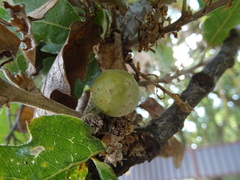 Andricus infectorius