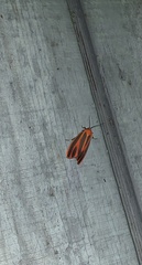 Hypoprepia miniata