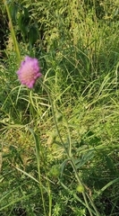 Knautia arvensis