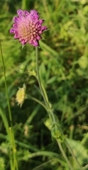 Knautia arvensis