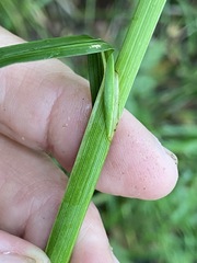 Carex atherodes
