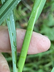 Carex atherodes
