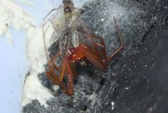 Steatoda