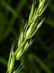 Elymus curvatus