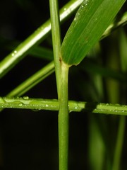 Elymus curvatus