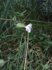 Silene latifolia alba