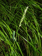 Elymus curvatus