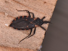 Triatoma sanguisuga