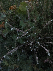 Berteroa incana