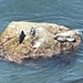 photo of Harbor Seal (Phoca vitulina)