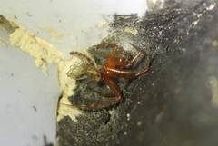 Steatoda