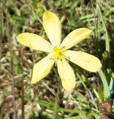 Sisyrinchium novoleonense