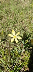 Sisyrinchium novoleonense