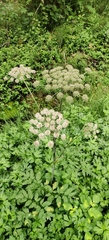 Angelica sylvestris