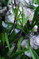 Heliosperma alpestre