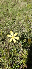 Sisyrinchium novoleonense