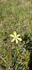 Sisyrinchium novoleonense