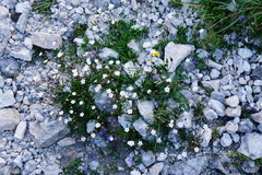 Heliosperma alpestre