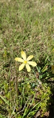 Sisyrinchium novoleonense