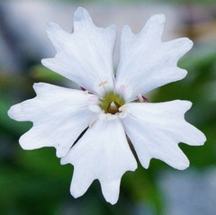 Heliosperma alpestre