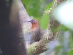 Cyphorhinus phaeocephalus