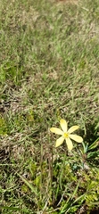Sisyrinchium novoleonense