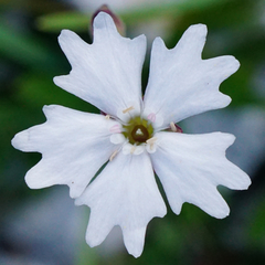 Heliosperma alpestre