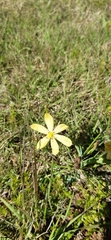 Sisyrinchium novoleonense