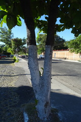 Terminalia kaernbachii