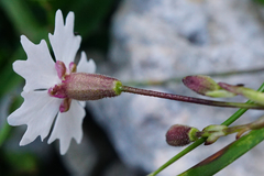 Heliosperma alpestre