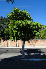 Terminalia kaernbachii