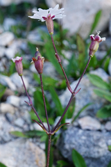 Heliosperma alpestre