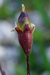 Heliosperma alpestre