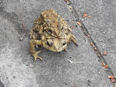 Duttaphrynus melanostictus