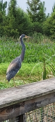 Egretta tricolor image