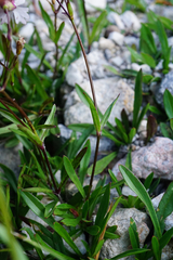 Heliosperma alpestre