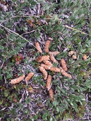 Canachites canadensis