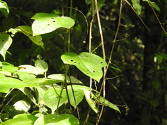 Passiflora menispermifolia