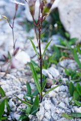 Heliosperma alpestre