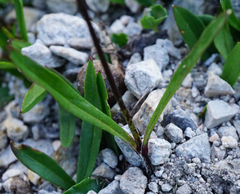 Heliosperma alpestre