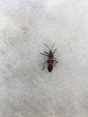 Oncopeltus fasciatus