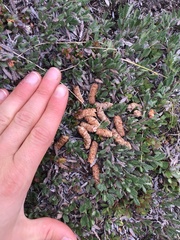 Canachites canadensis