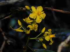 Ouratea cardiosperma