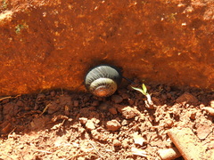 Coryda alauda canescens